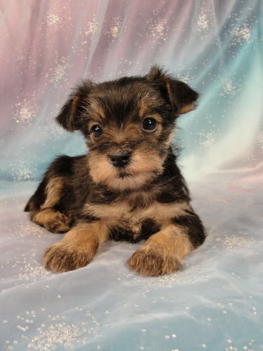Female snorkie Puppy for sale #8 Born February 15, 2012